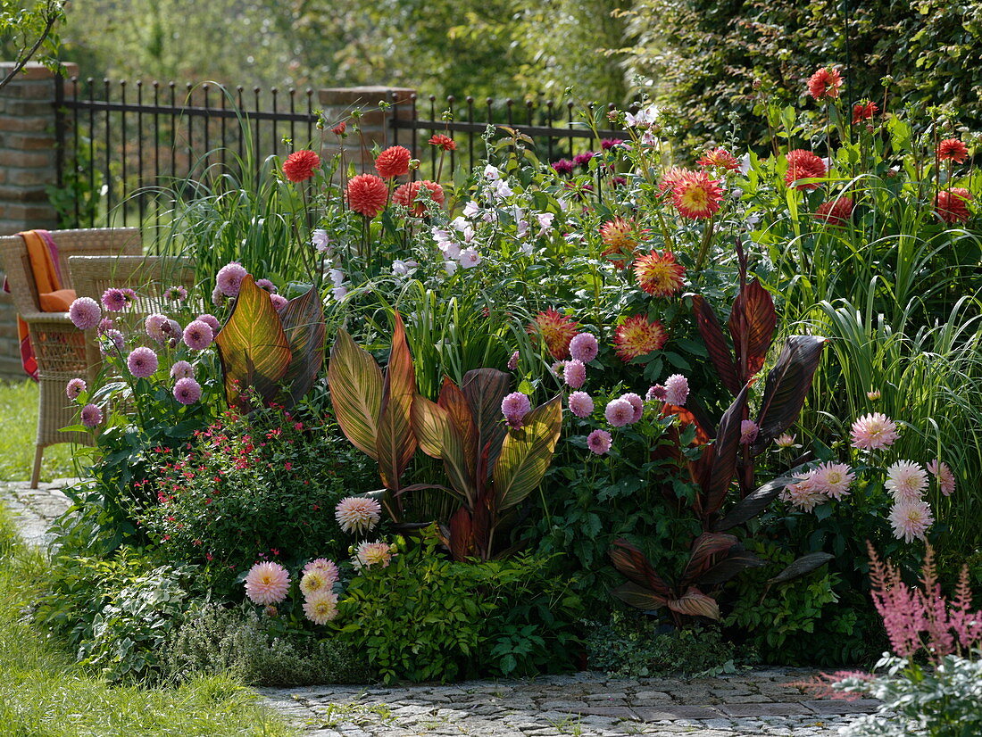 Sommerbeet mit Dahlia 'Babydoll' (hellrosa Balldahlie), 'Renato Tozio'