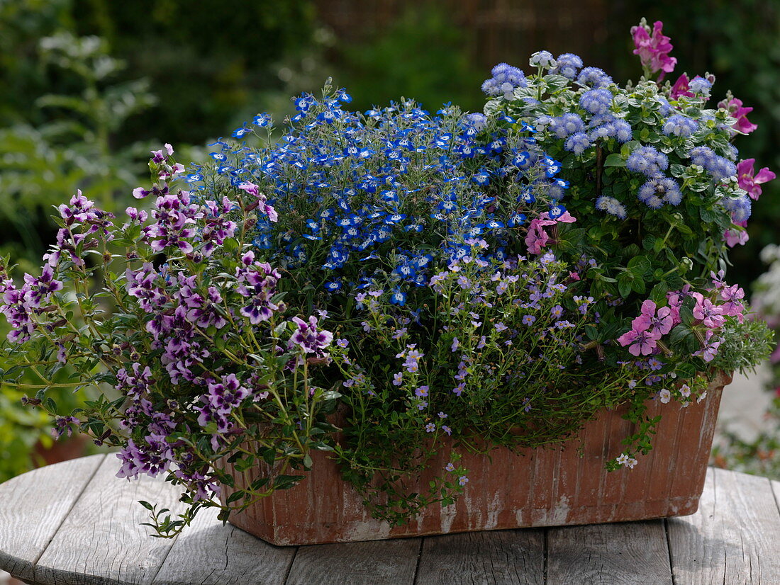 Cuphea llavea 'Vienco Lavender Purple-Pink' (Köcherblümchen), Lobelia