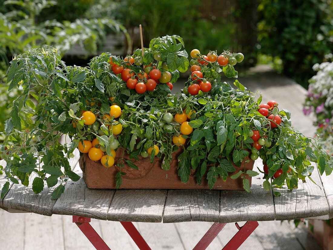 Lycopersicon (mini tomatoes) in terracotta box