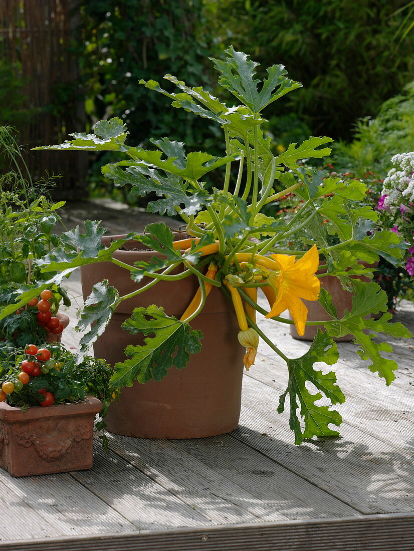 Zucchini 'Goldrush' in terracotta pots, Lycopersicon