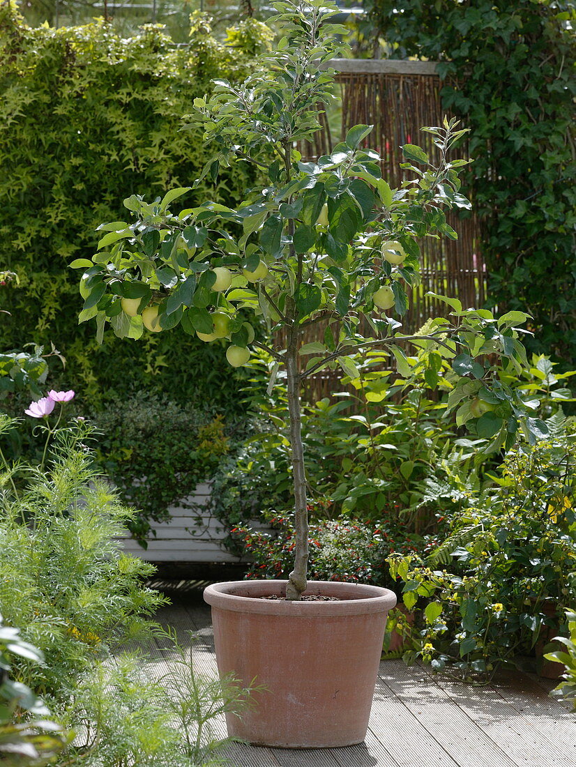 Malus 'Clear Apple', 'Cox Orange' (duo apple tree)