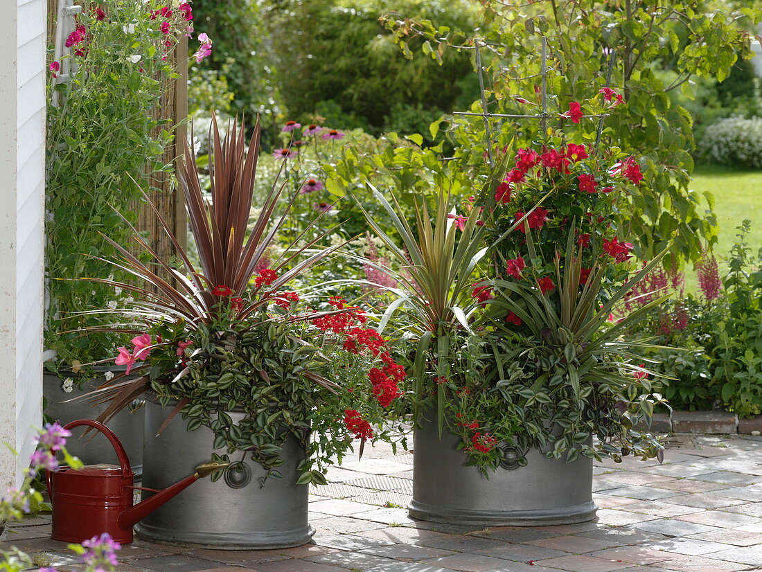 Cordyline 'Red Star' 'Sundance' (Keulenlilien), Mandevilla Sundaville 'Red'