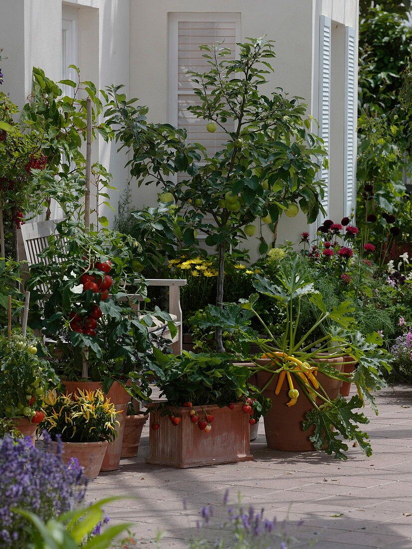 Nasch-Terrasse mit Lycopersicon (Tomaten), Malus 'Cox Orange', 'Klarapfel'