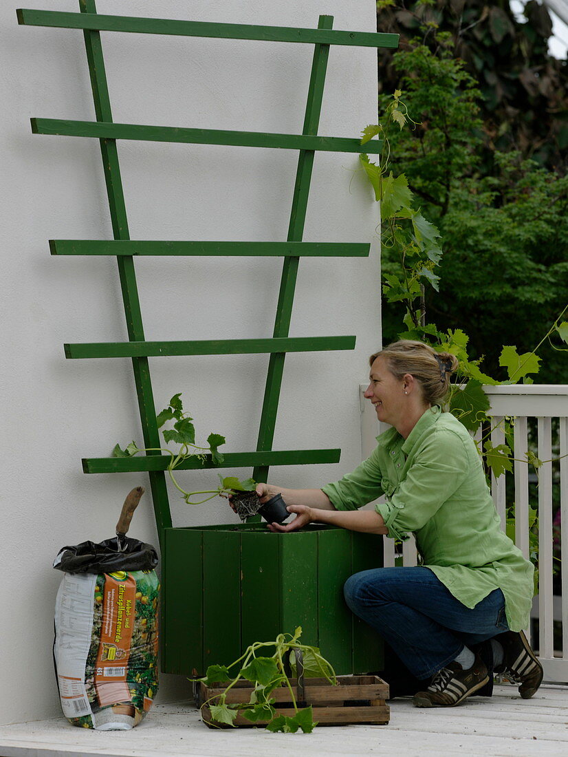 Cucumber in green tub on the balcony (1/2)