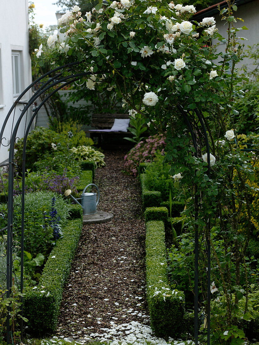 Rose arch with Rosa (white climbing rose), beds with borders