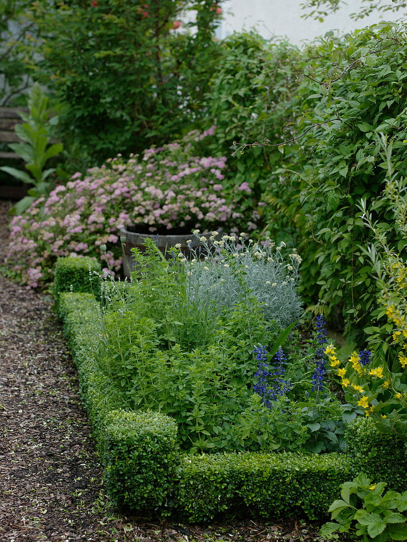 Kleines Kräuterbeet mit Buxus (Buchs) als Hecke, Origanum (Oregano)