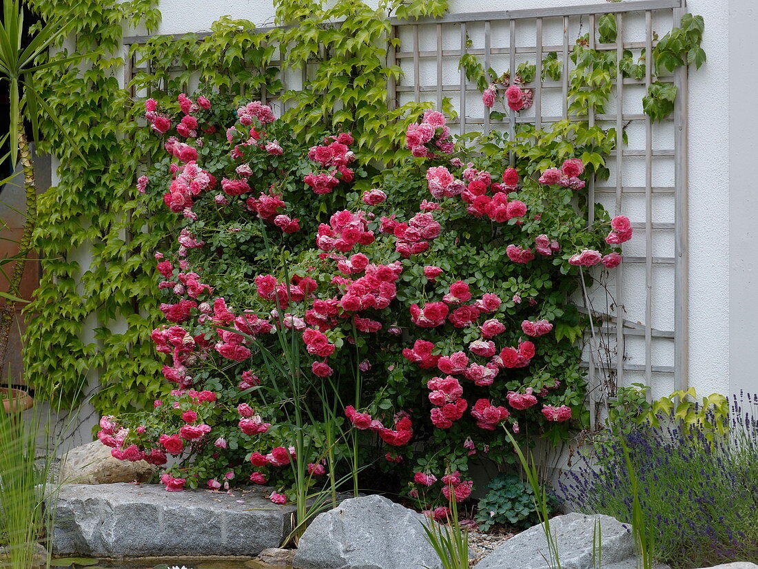 Rosa 'Rosarium Uetersen' (climbing rose), Parthenocissus (wild vine)