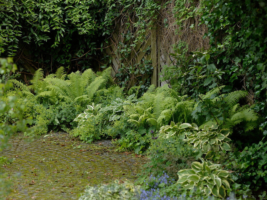 Shade bed with Hosta (Funkia), Matteuccia