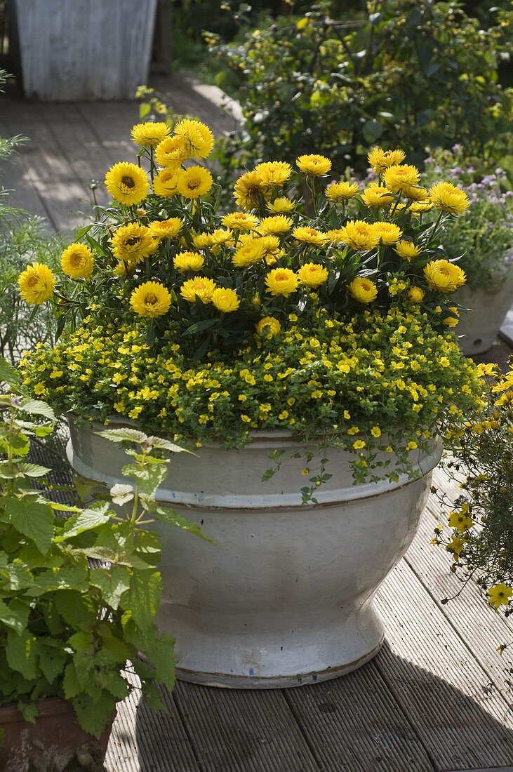 Helichrysum syn. Bracteantha 'Totally Yellow' (Strohblume), Mecardonia