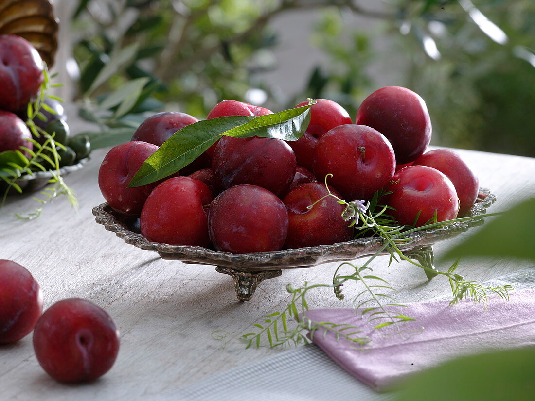 Flat silver bowl with red plums (Prunus domestica)