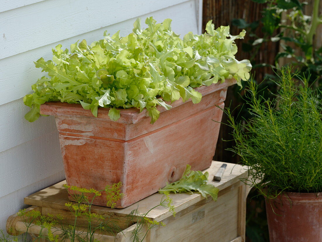 Lactuca 'Babyleaf-Mix' (Schnittsalat) in Terracotta-Kasten