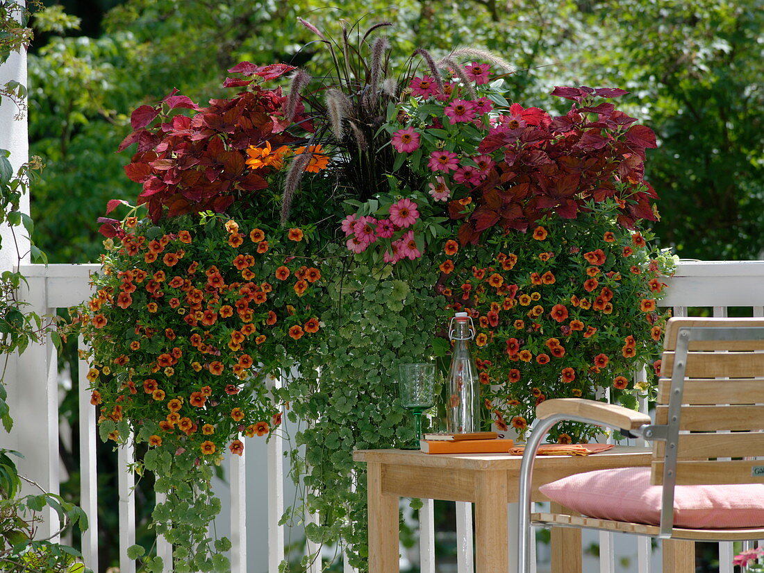 Calibrachoa Aloha 'Hot Orange', Coleus syn. Solenostemon