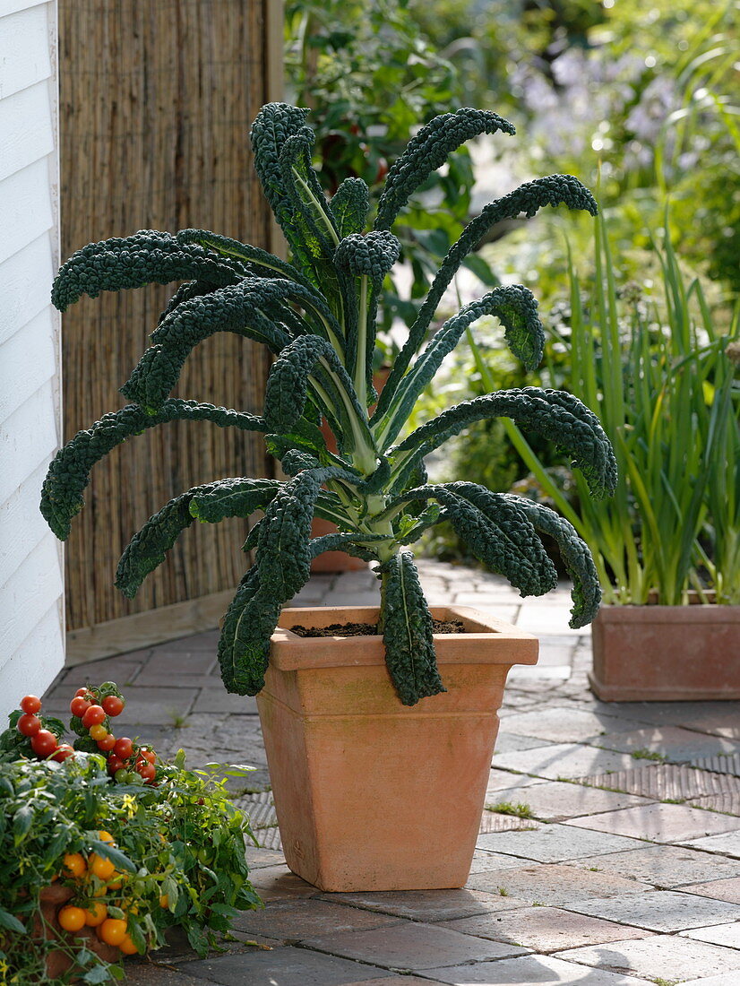 Brassica 'Nero di Toscana' (Tuscan Palm Cabbage)