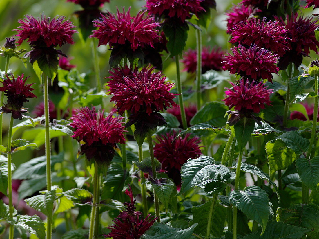 Monarda 'Cambridge Scarlet' (Indian Nettle)