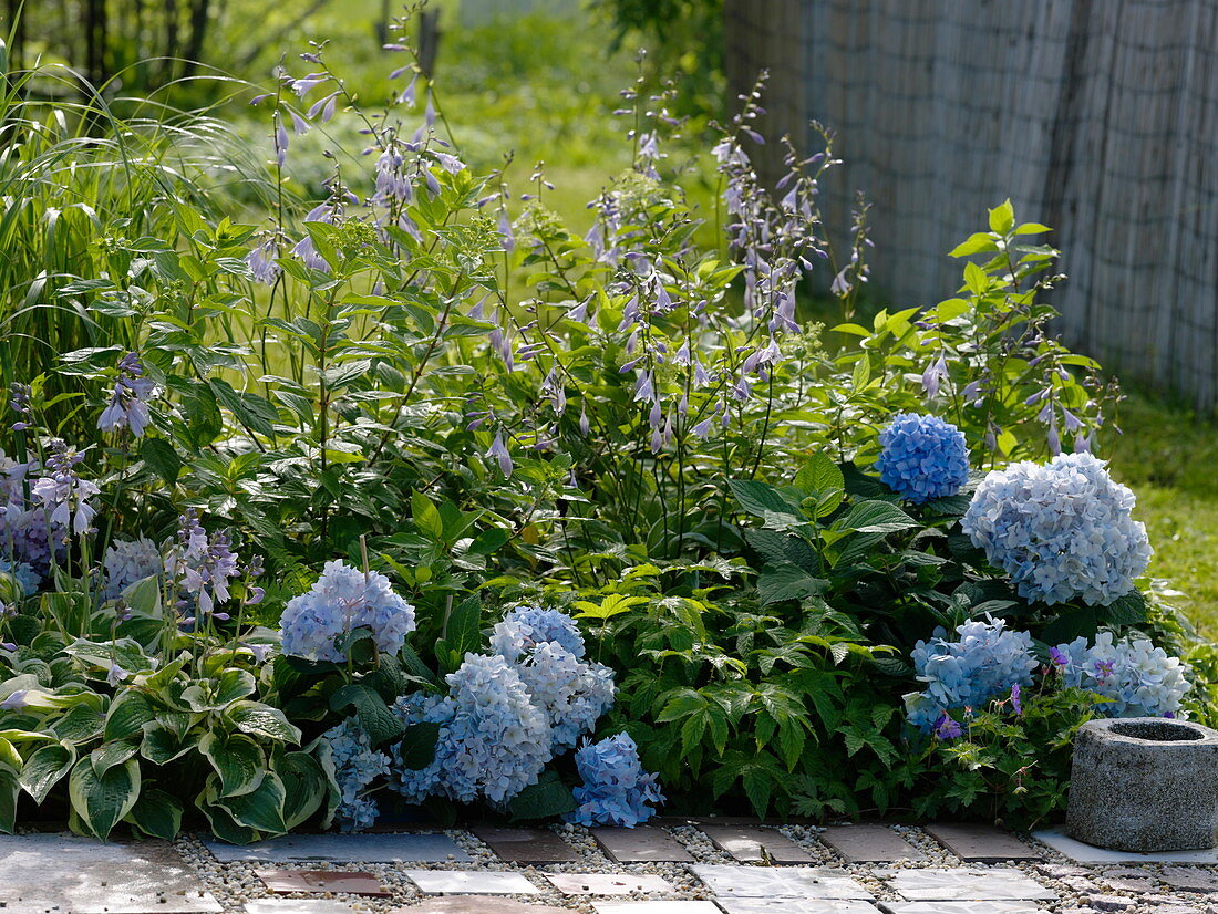 Hydrangea 'Endless Summer' (Hortensien)