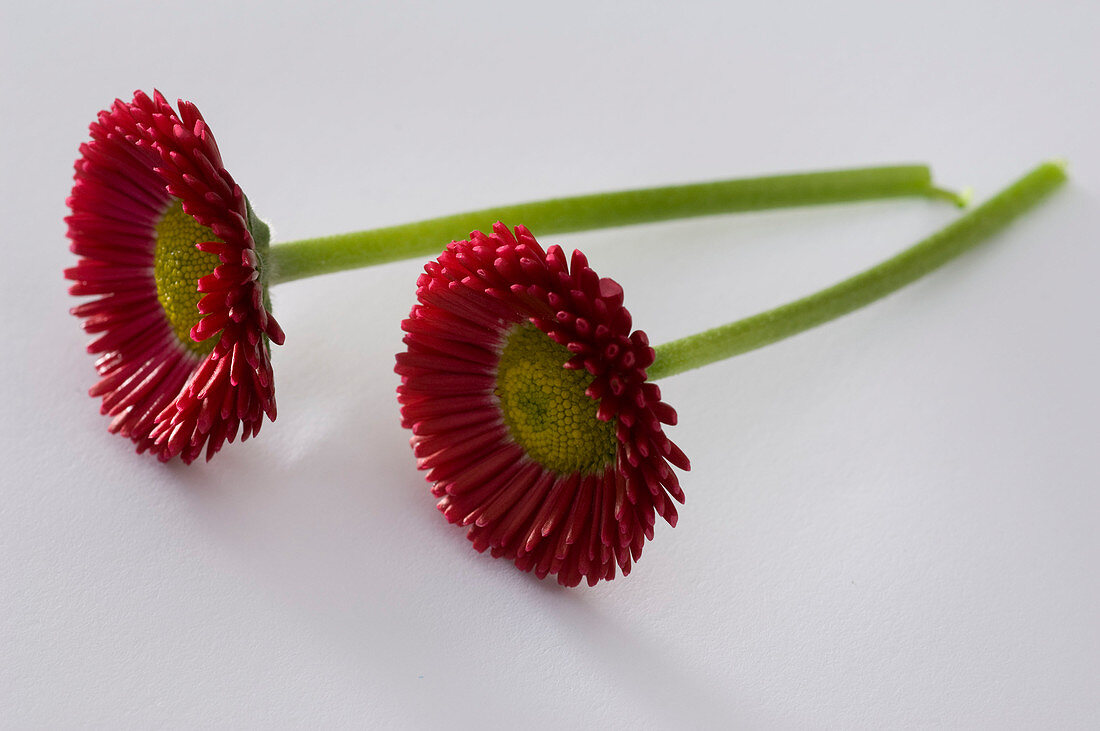 Bellis perennis 'Rusher Red' (Tausendschön)