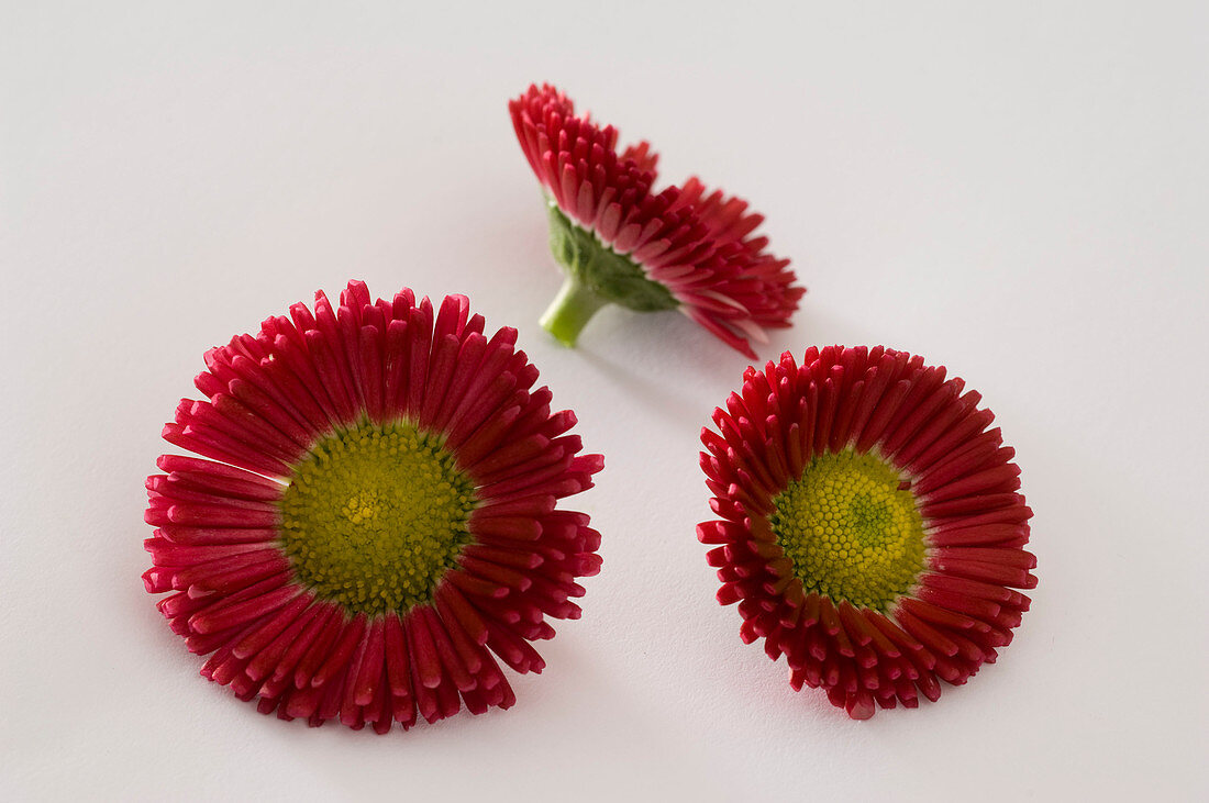 Bellis perennis Rusher 'Red' (Centaury)