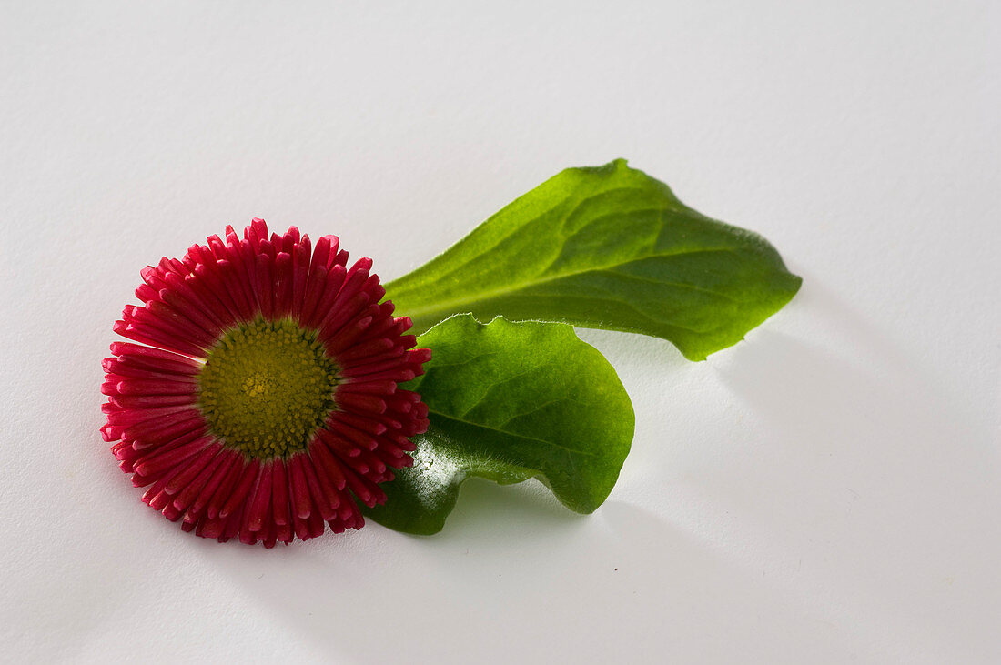 Bellis perennis Rusher 'Red' (Centaury)