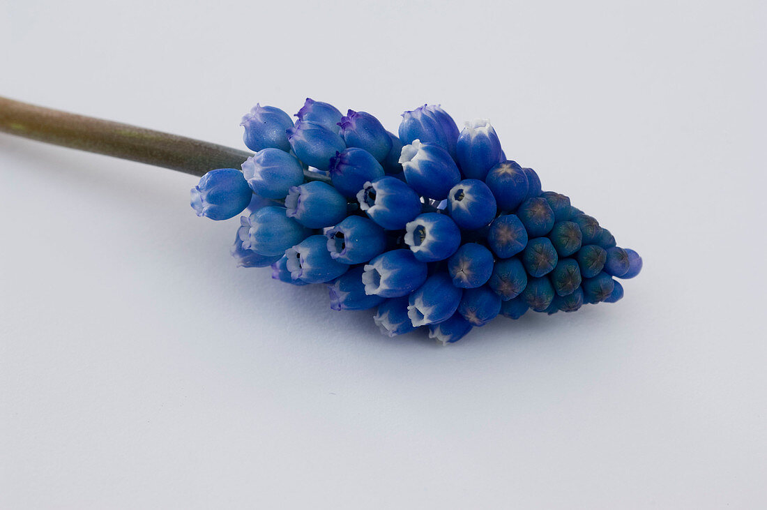 Muscari armeniacum (Grape hyacinth)