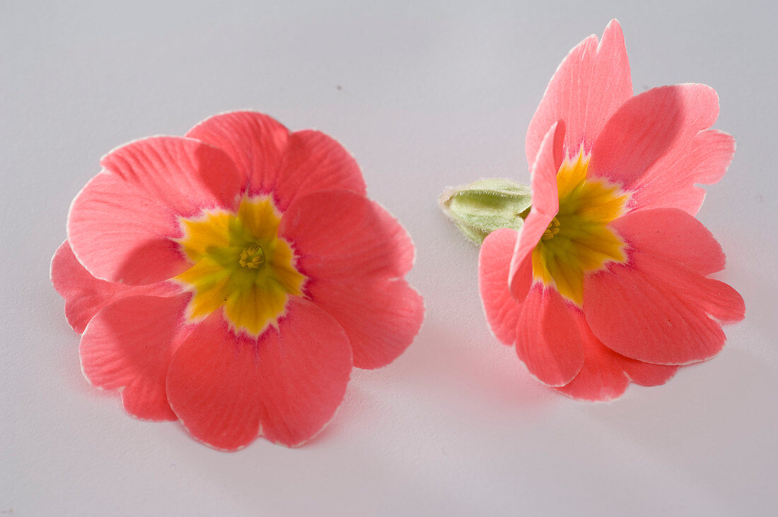 Primula vulgaris syn acaulis (spring primrose, cushion primrose)