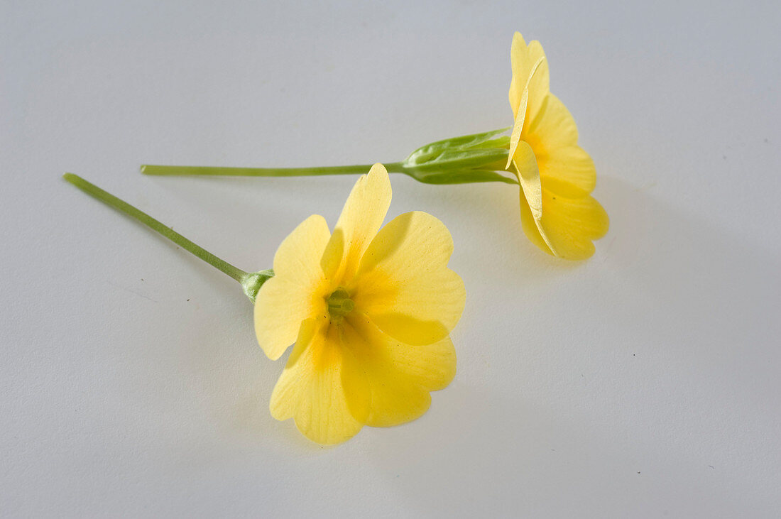 Primula vulgaris syn acaulis (spring primrose, cushion primrose)