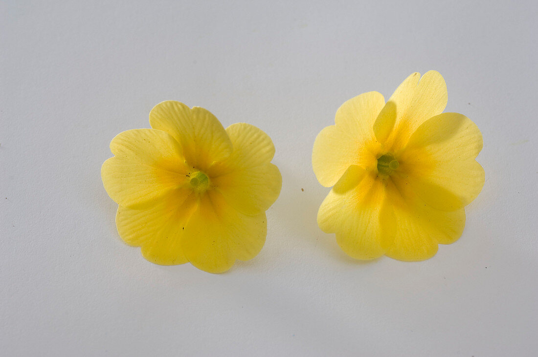 Primula vulgaris syn acaulis (spring primrose, cushion primrose)