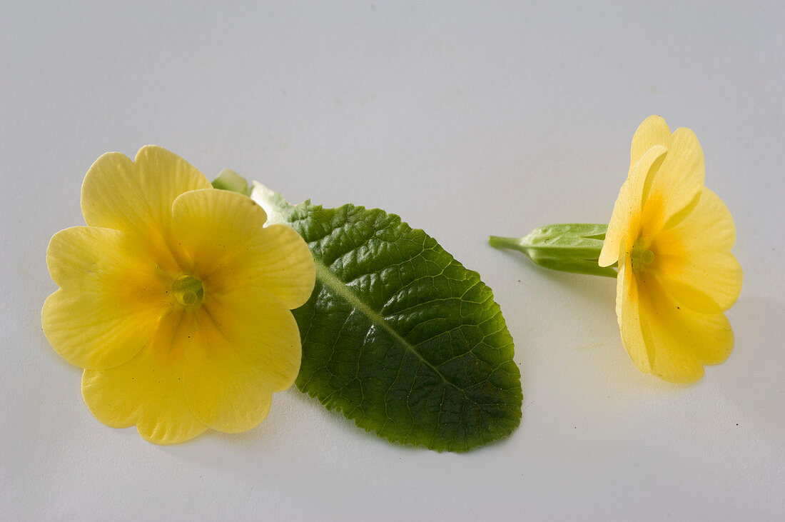 Primula vulgaris syn acaulis (spring primrose, cushion primrose)