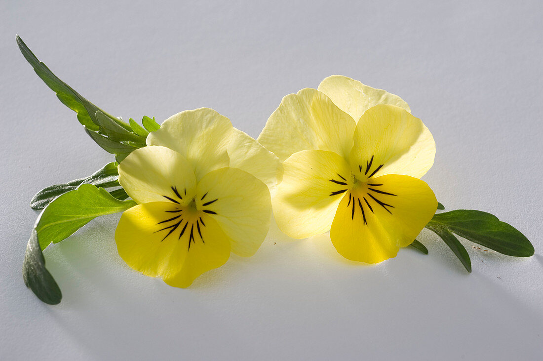 Viola cornuta Twix 'Yellow' (Horned violet)