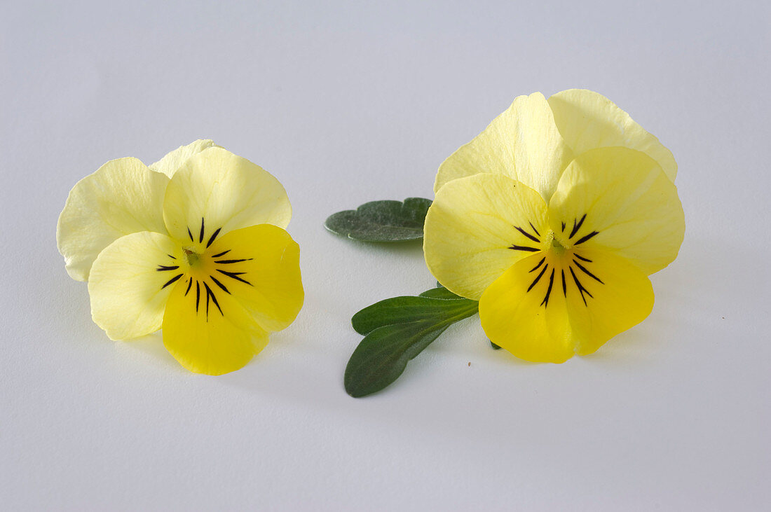 Viola cornuta Twix 'Yellow' (Horned violet)