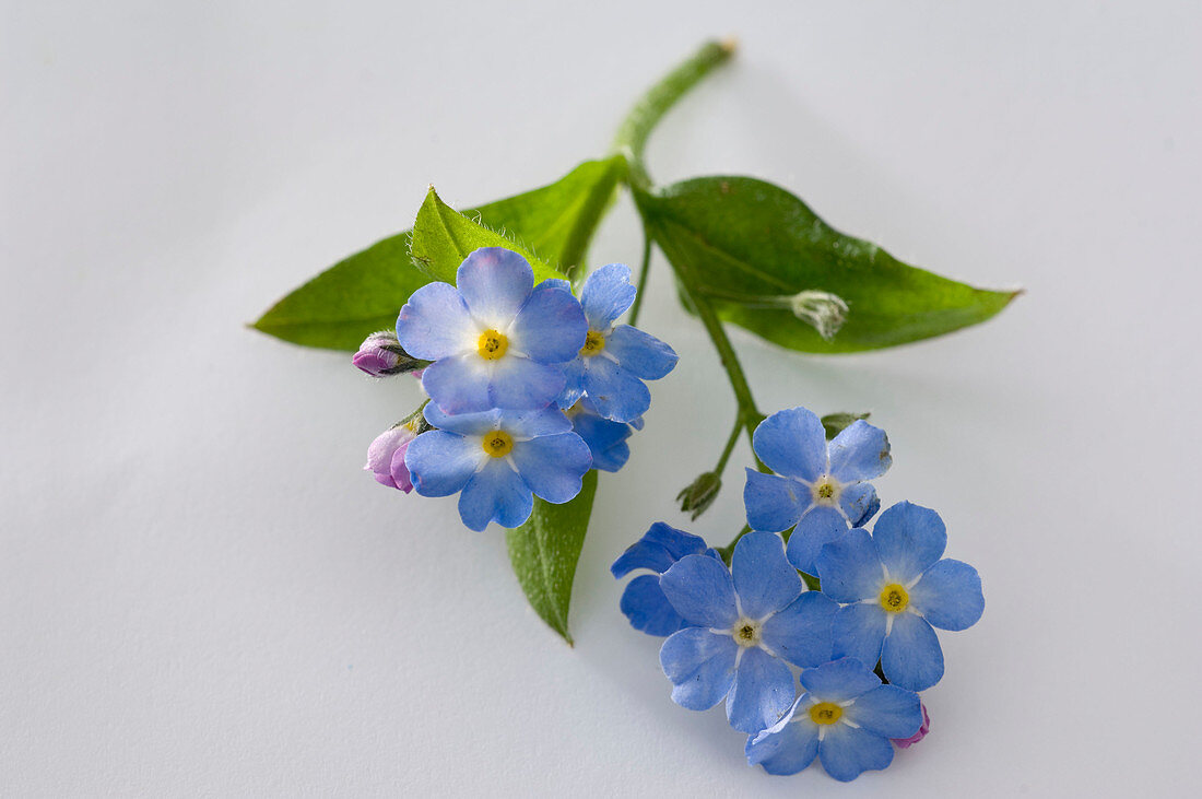 Myosotis 'Myomark' (Forget-me-not)