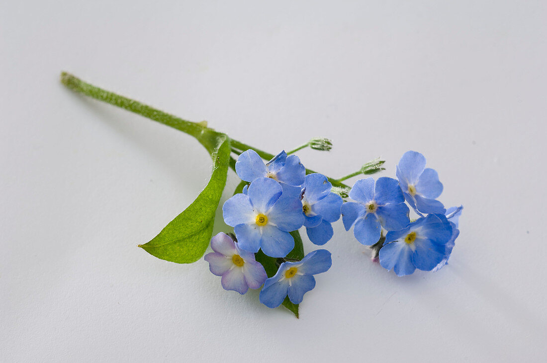 Myosotis 'Myomark' (Forget-me-not)