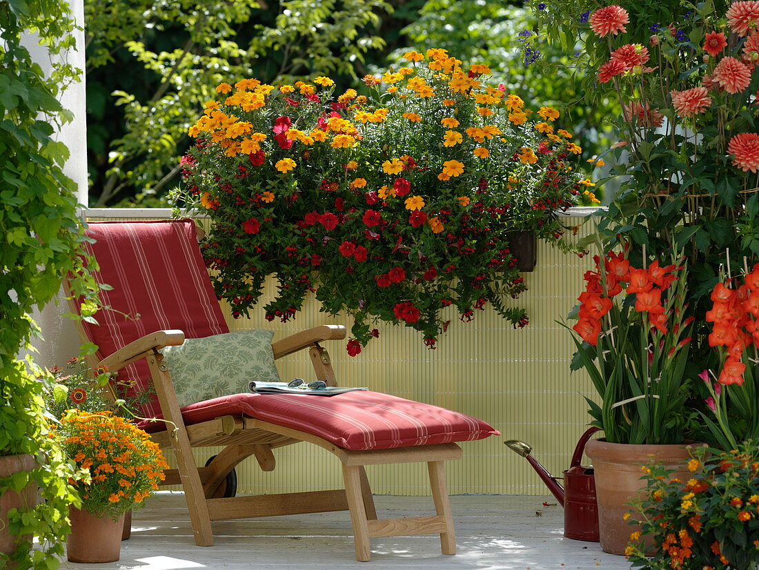 Tagetes Gloriette 'Deep Orange' and tenuifolia, Petunia