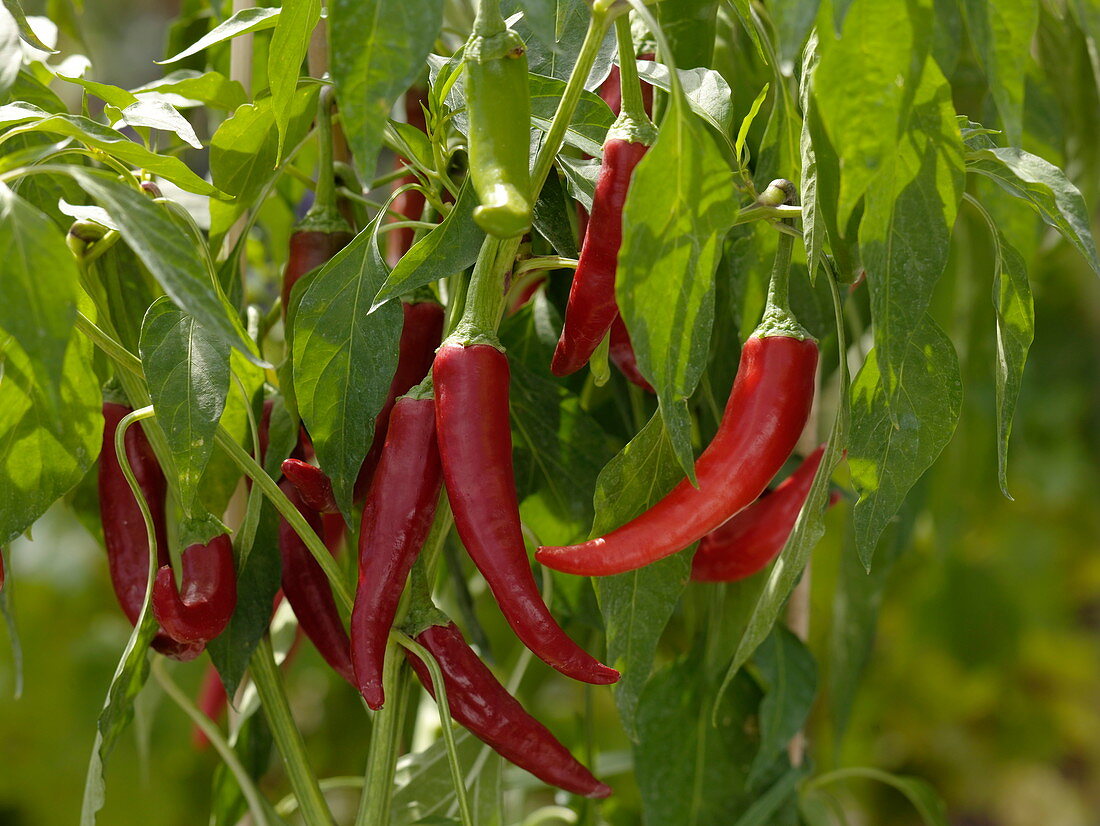 Capsicum annuum 'Cascabella' (hot chilli pepper)