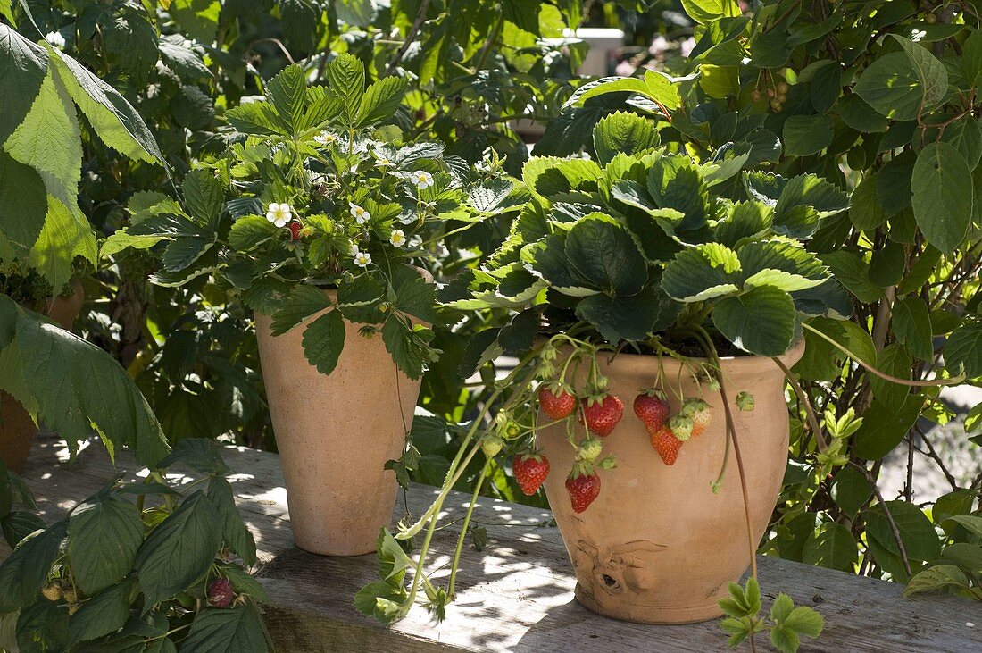 Fragaria 'Seskeep' syn. 'Seascape' (long-lasting strawberry)