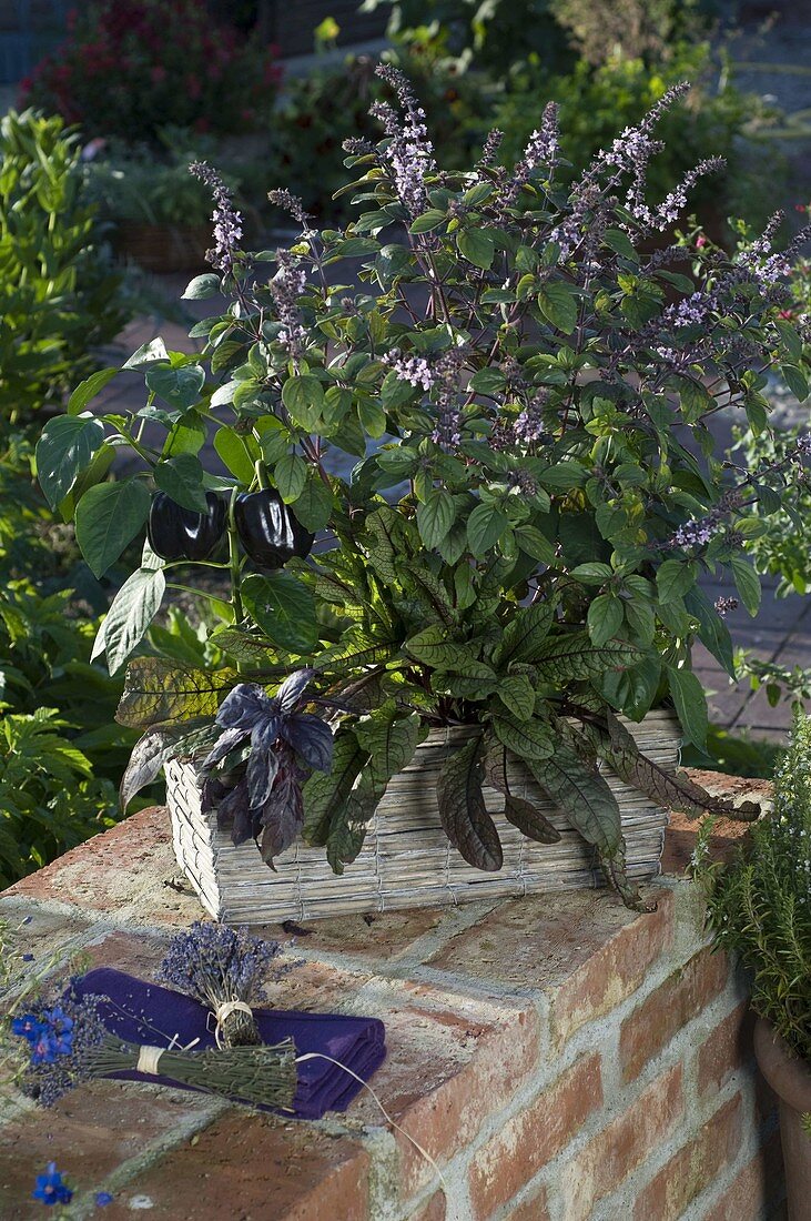 Capsicum 'Purple Beauty' (schwarzer Paprika), Ocimum kilimandscharicum