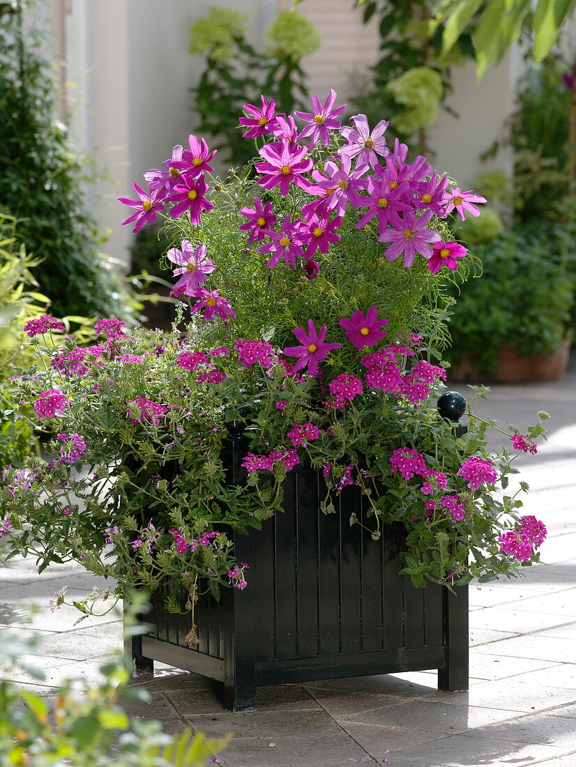 Planting tubs with summer flowers in early summer