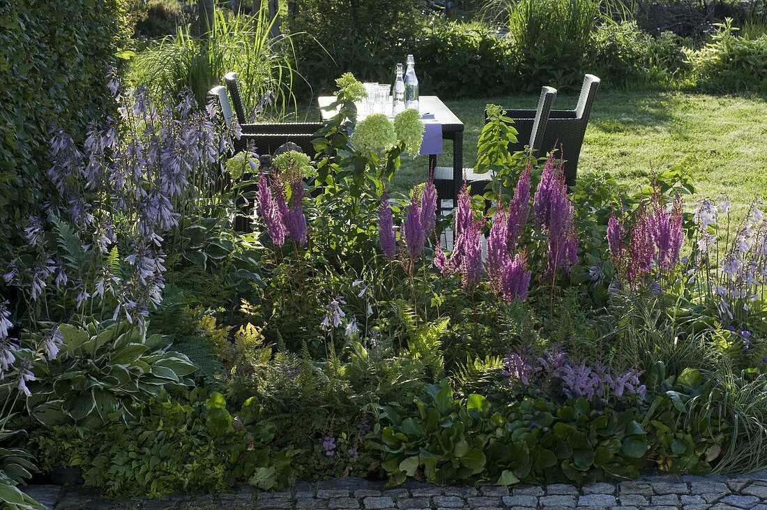 Astilbe chinensis var taquetii 'Purpurlanze' (Lance-asylum)