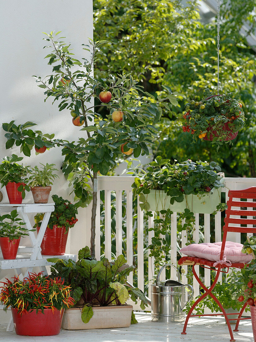 Snack terrasse with Capsicum annuum 'Medusa' (edible ornamental paprika)