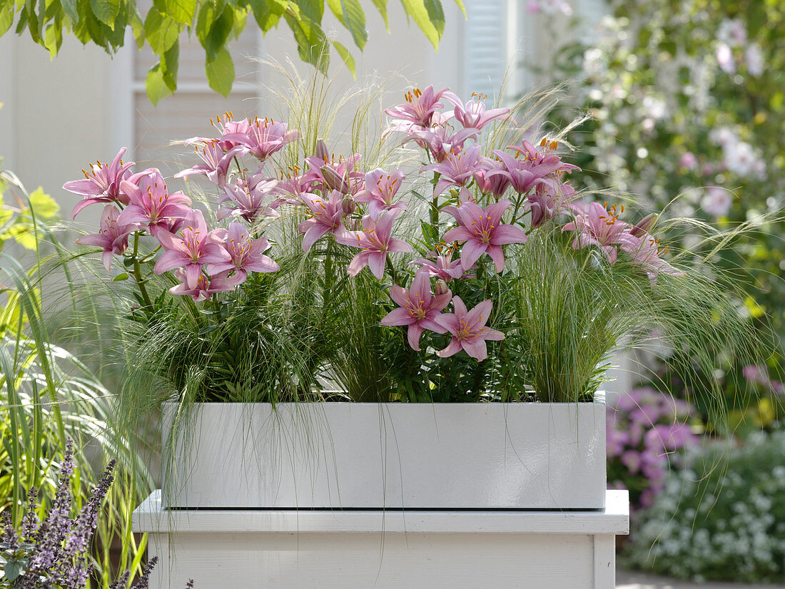 Lilium 'Mount Duckling' (Lilien), Stipa (Haargras)