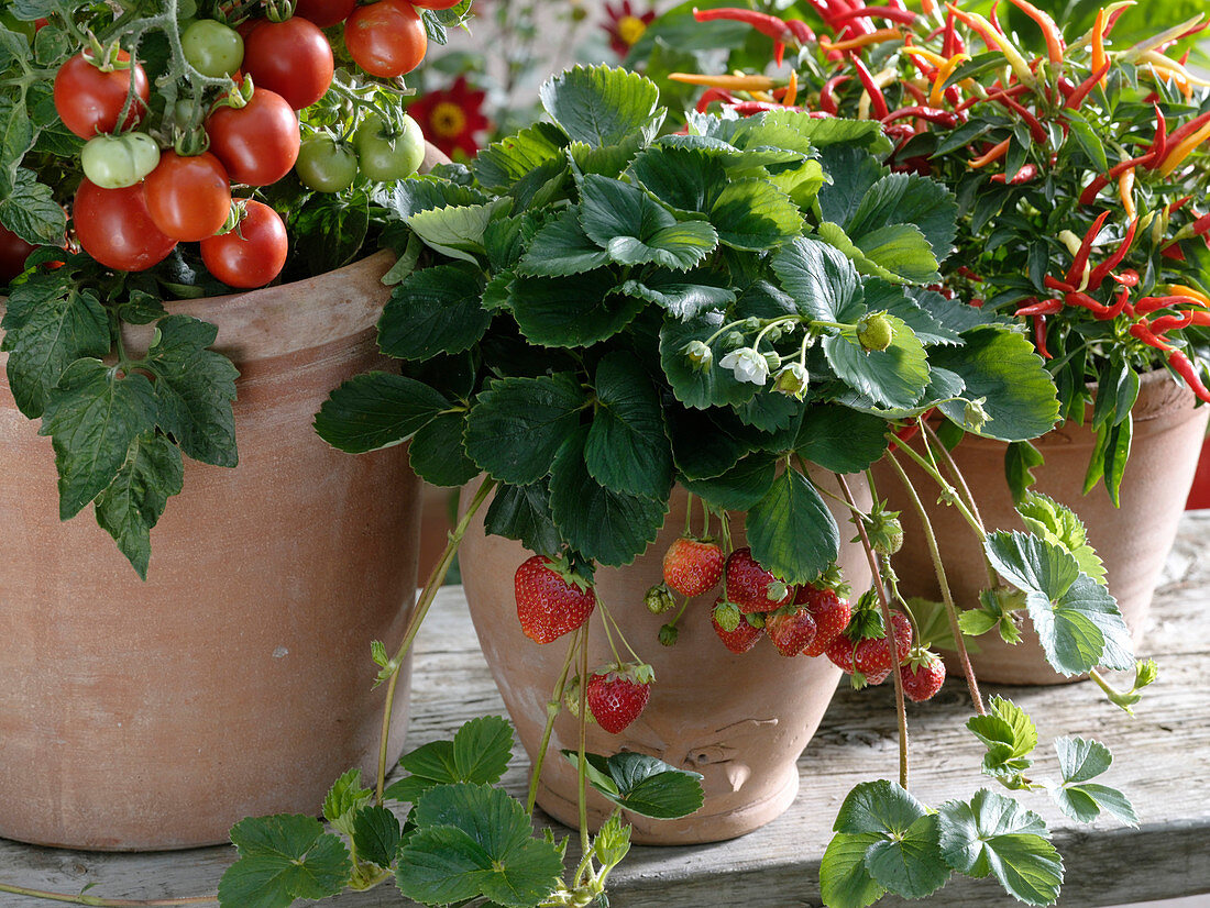 Fragaria 'Seskeep' syn. 'Seascape' (long-lasting strawberry)