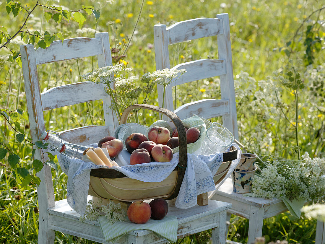 Picnic on the meadow with white chairs, basket with peaches