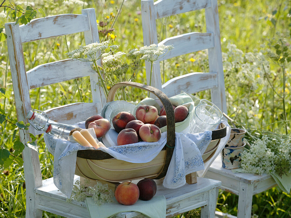 Picnic on meadow with white chairs, basket with peaches