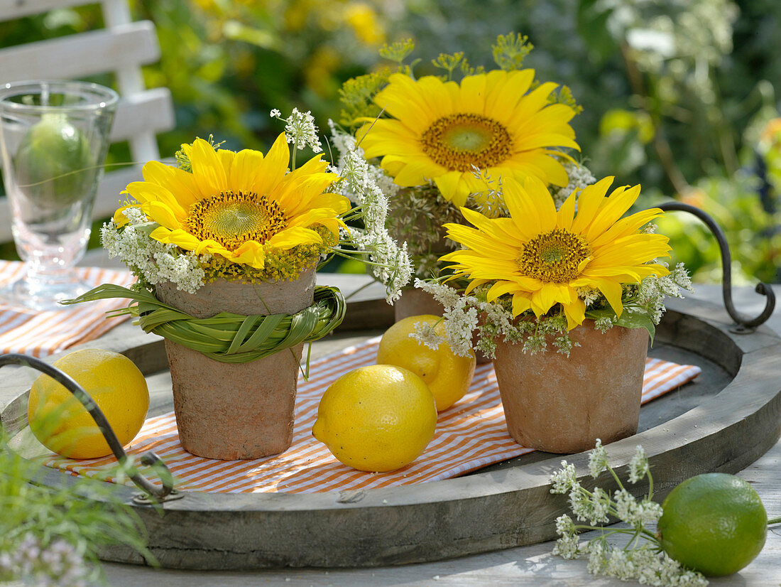 Terrakottatöpfe mit Sonnenblumen