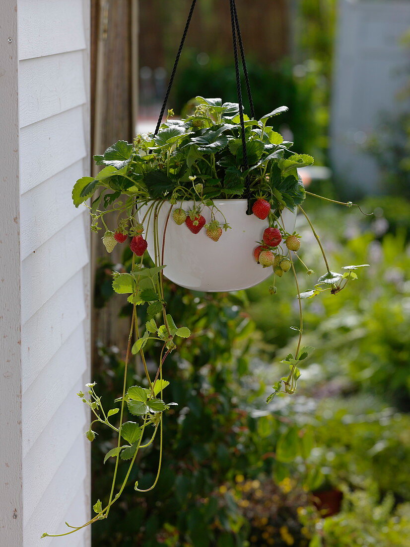 Fragaria 'Seskeep' syn. 'Seascape' (Dauertragende Erdbeere)