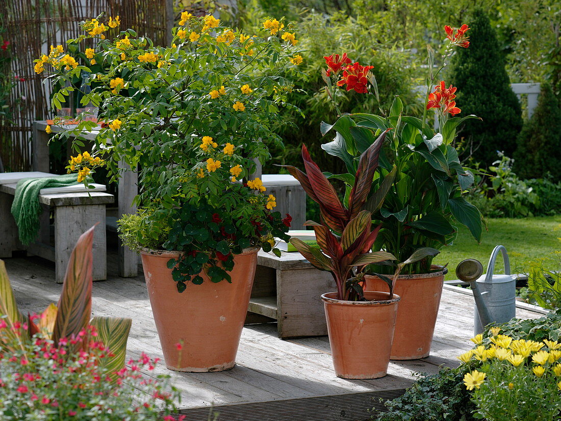 Cassia Corymbosa (Gewürzrinde), Canna Indica 'Exotica', Luzifer