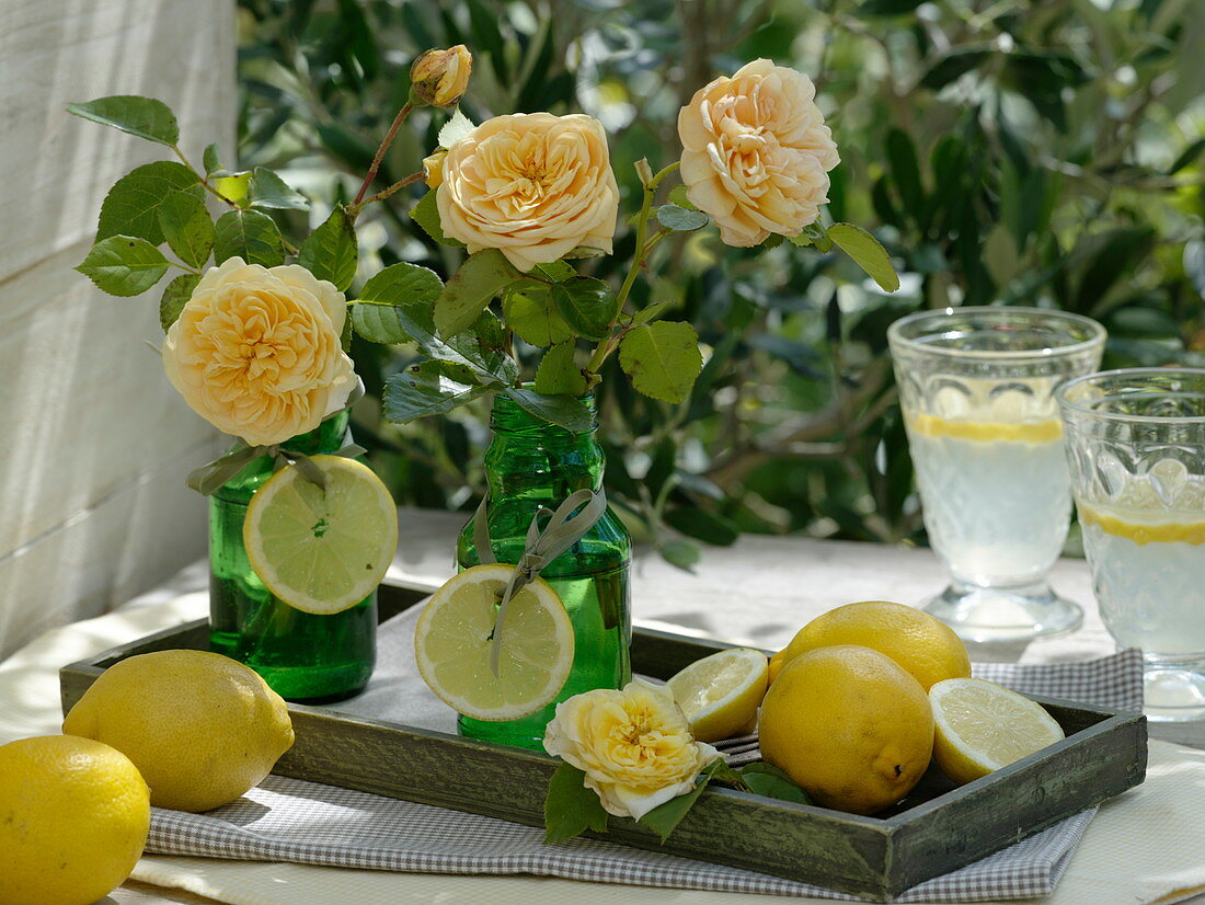 Grüne Flaschen als Vasen mit Rosa (gelben Duft-Rosen), Citrus limon