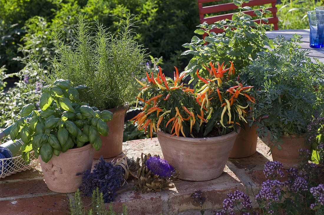 Ocimum 'Grüner Genoveser' (Basilikum), Santolina (Heiligenkraut)