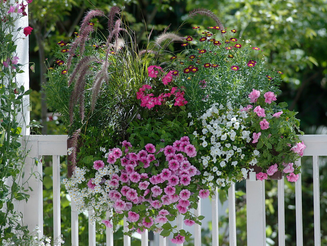 Pennisetum 'Dwarf Rubrum', Petunia Whispers' Rose