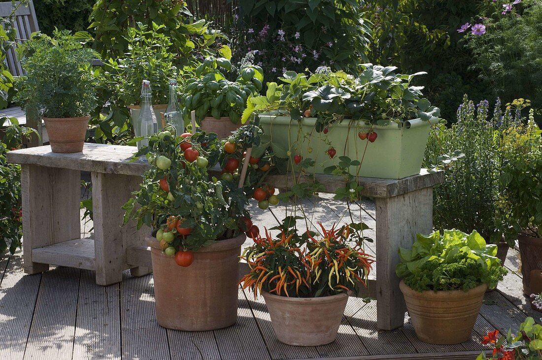 Lycopersicon 'Miniboy' (mini-tomato) in terracotta tubs