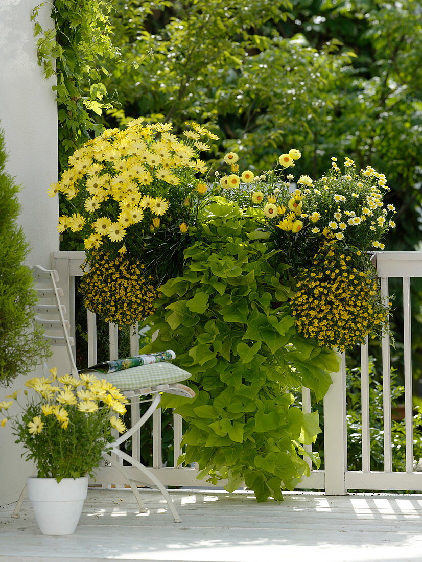 Osteospermum Springstar 'Yellow', Ipomoea batata 'Yellow'